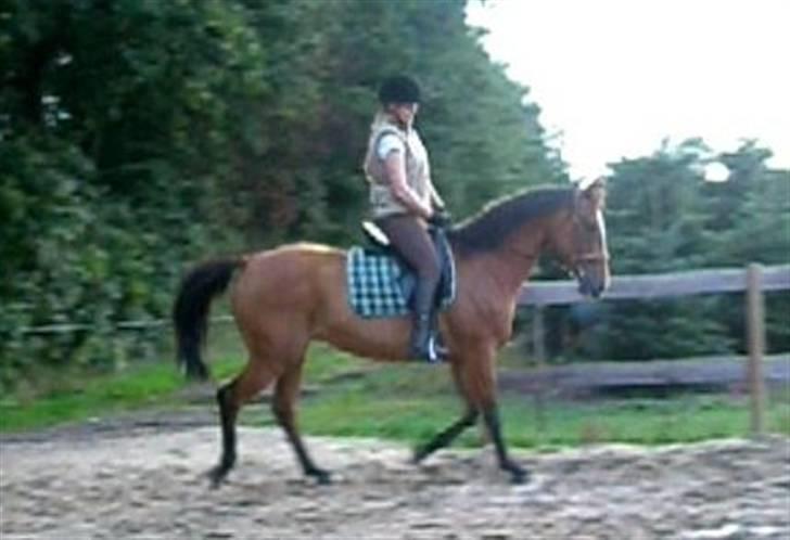 Anden særlig race Amiga  ¤¤ XPart ¤¤ R.I.P billede 4