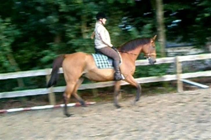 Anden særlig race Amiga  ¤¤ XPart ¤¤ R.I.P billede 6