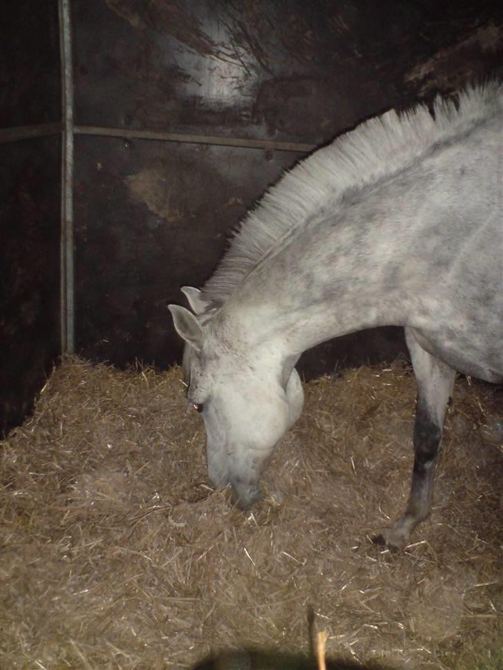 Welsh Pony af Cob-type (sec C) Alanta R.I.P billede 2