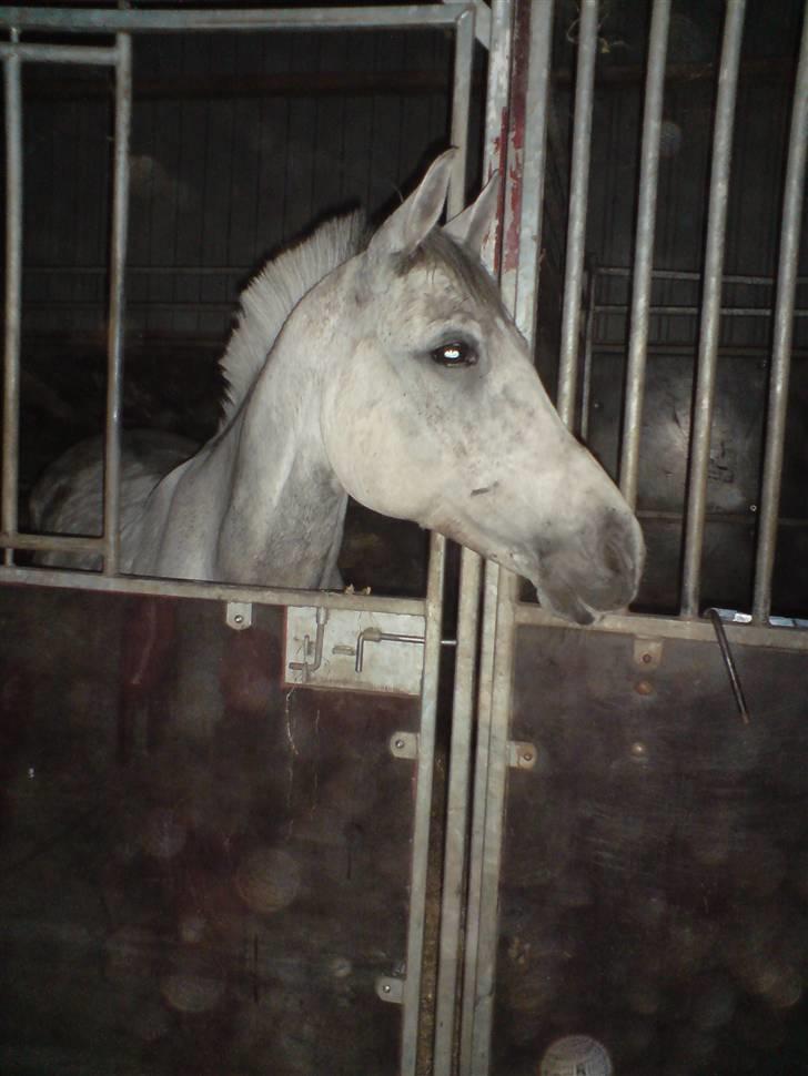 Welsh Pony af Cob-type (sec C) Alanta R.I.P billede 3