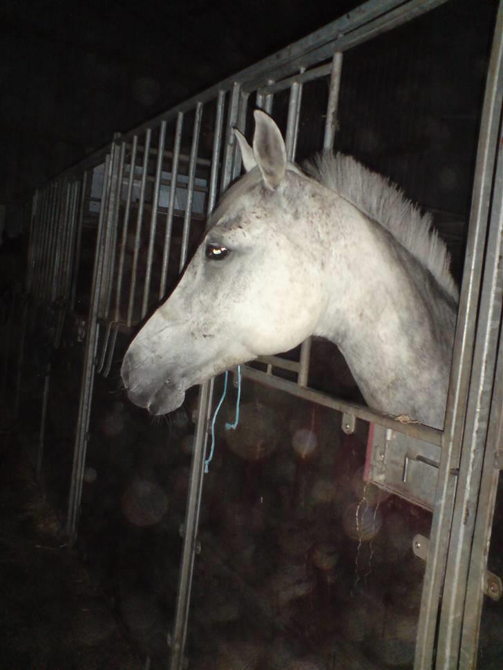 Welsh Pony af Cob-type (sec C) Alanta R.I.P billede 4