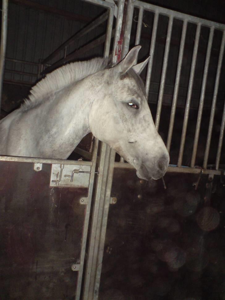 Welsh Pony af Cob-type (sec C) Alanta R.I.P billede 5