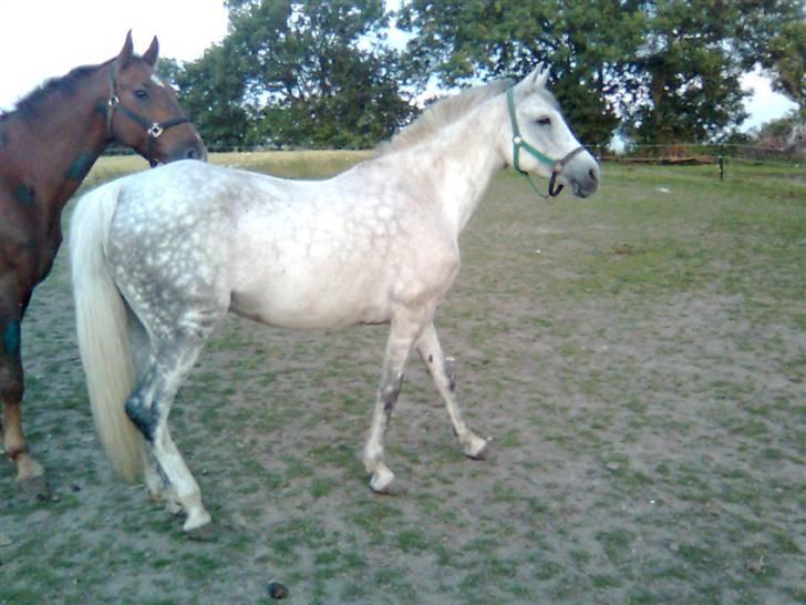 Welsh Pony af Cob-type (sec C) Alanta R.I.P billede 7