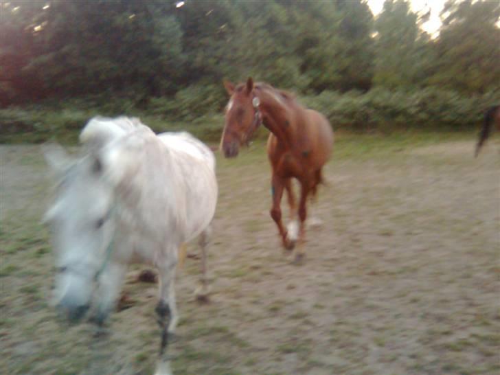 Welsh Pony af Cob-type (sec C) Alanta R.I.P billede 8