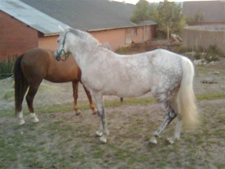 Welsh Pony af Cob-type (sec C) Alanta R.I.P billede 9