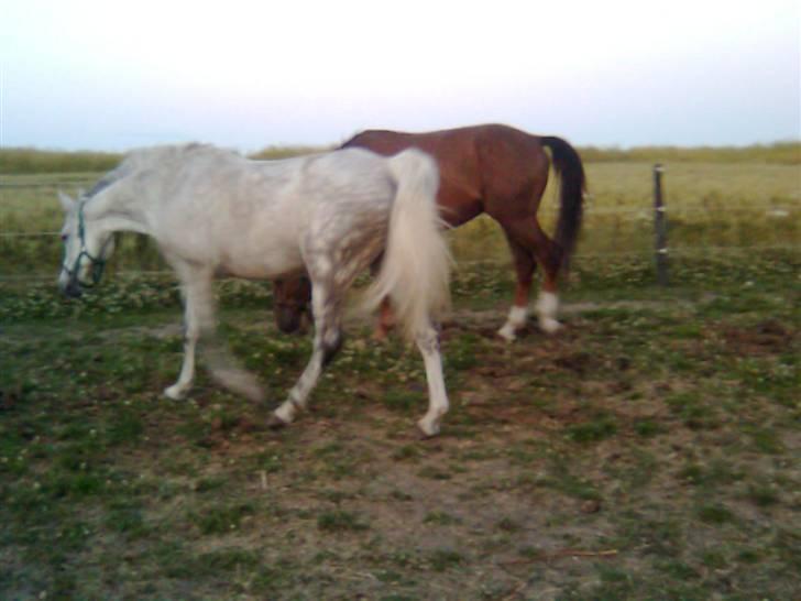 Welsh Pony af Cob-type (sec C) Alanta R.I.P billede 10