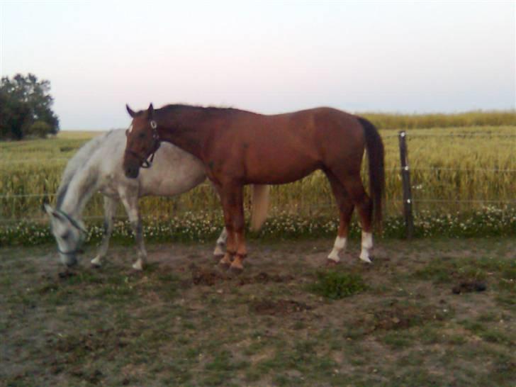 Welsh Pony af Cob-type (sec C) Alanta R.I.P billede 11