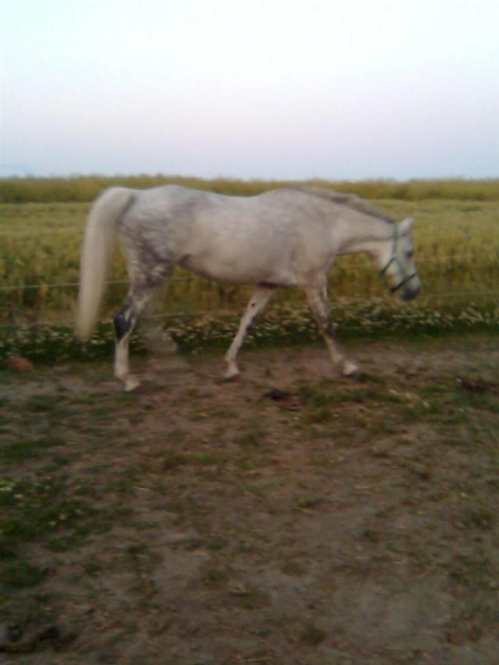 Welsh Pony af Cob-type (sec C) Alanta R.I.P billede 12