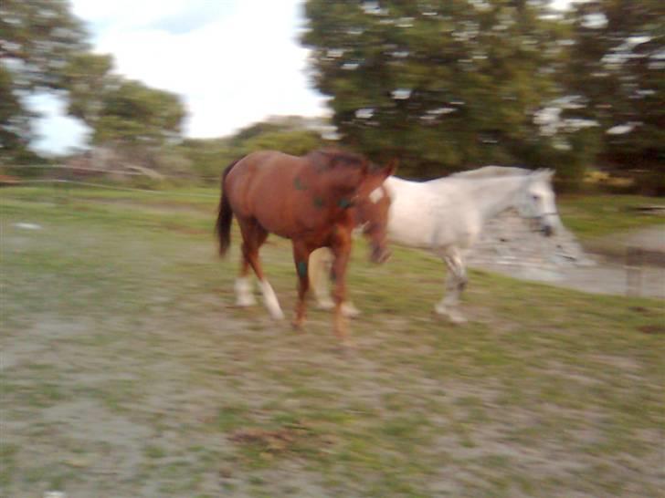 Welsh Pony af Cob-type (sec C) Alanta R.I.P billede 13