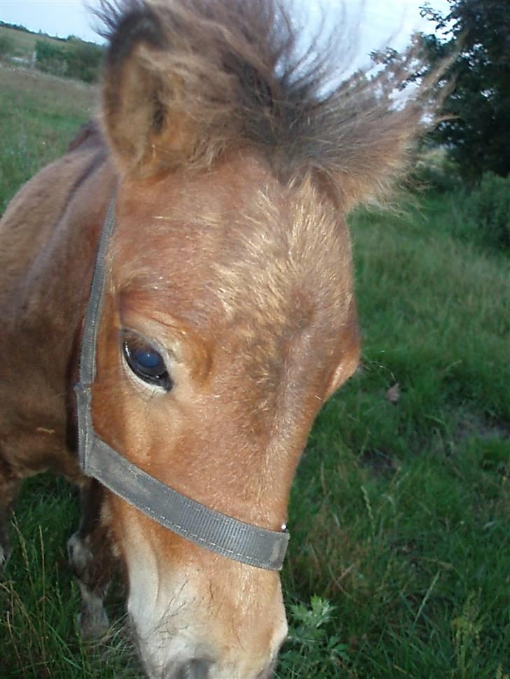 Shetlænder Damgaardens Josefine  billede 5