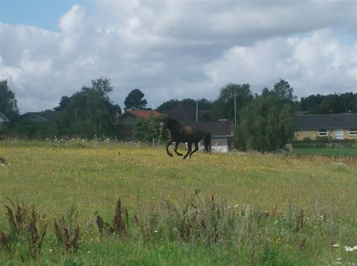 Dansk Varmblod Winston - En frisk galop på marken, det elsker krudtuglen. billede 13