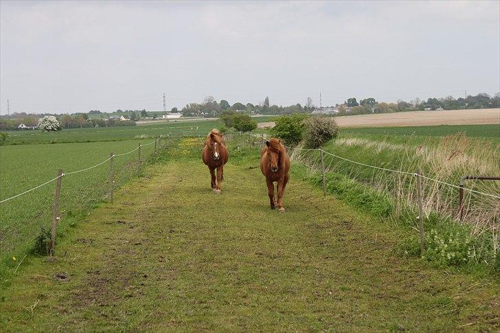 Islænder Sigyn fra Madumsø - De bedste billeder er tit sammen med Bjarni -.- Foto: Mig billede 5
