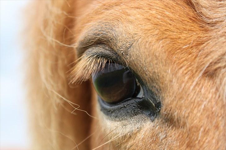 Islænder Sigyn fra Madumsø - Foto: Mig billede 6