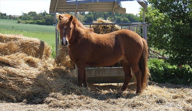 Islænder Sigyn fra Madumsø - Hygge i halmen. Foto: Mig billede 7