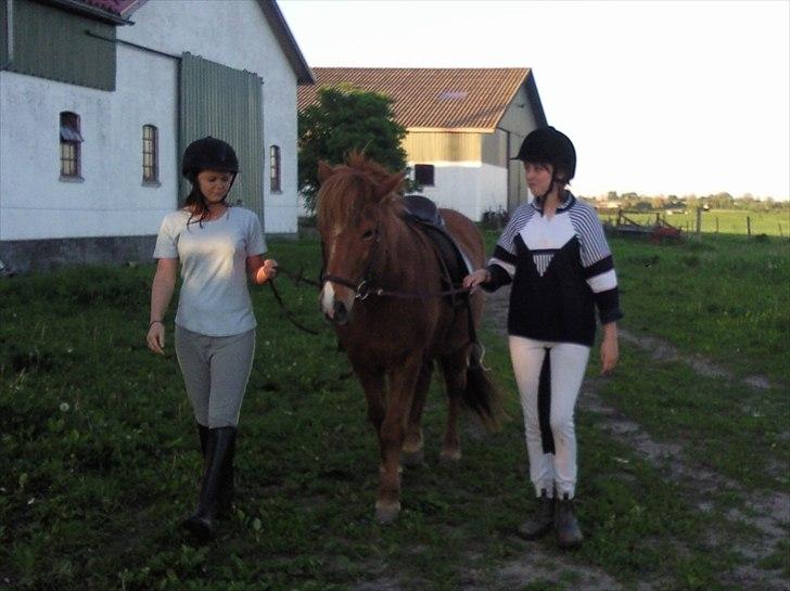 Islænder Sigyn fra Madumsø - Mine veninder skal ud at ride for første gang nogen sinde. De vidste ikke helt, hvordan de skulle håndtere hesten, men de er da meget søde :p Foto: Mig (mobilbillede) billede 8