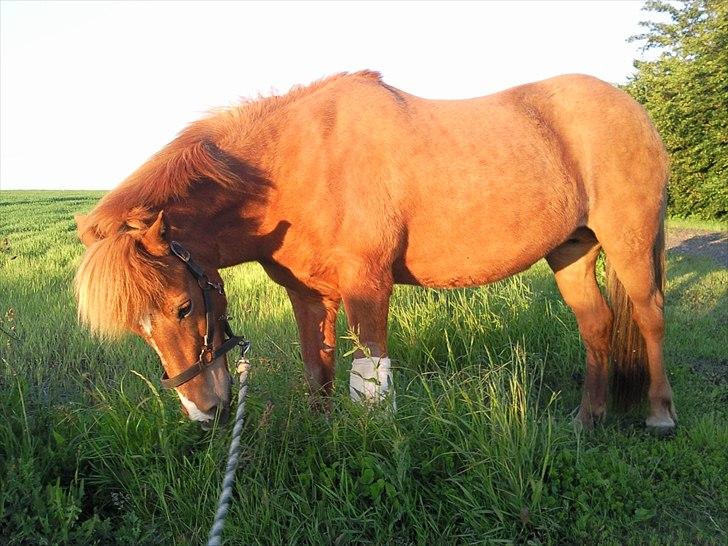Islænder Sigyn fra Madumsø - Sigyn med forbinding på forben. Første gåtur med mig efter hun kom hjem fra Landbrughøjskolen. Foto: Mig  billede 9