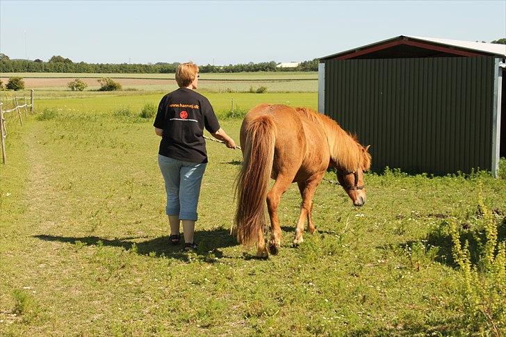 Islænder Sigyn fra Madumsø - Første dag på fold med Mutti efter hjemkomst fra Landbrughøjskolen. Foto: Mig billede 10