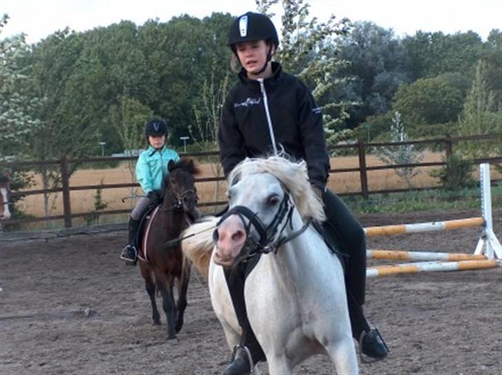 Welsh Mountain (sec A) Bella billede 14