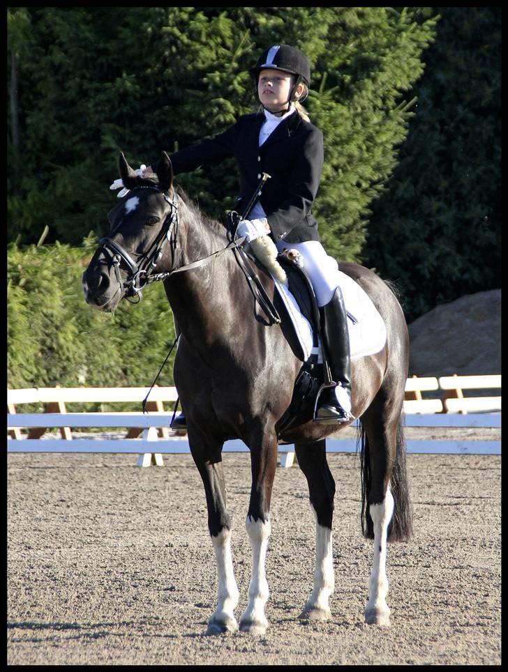 Pinto Nikita - Hestival 2008 billede 10