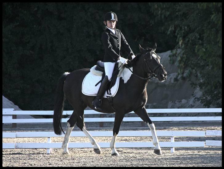 Pinto Nikita - Hestival 2008 billede 11