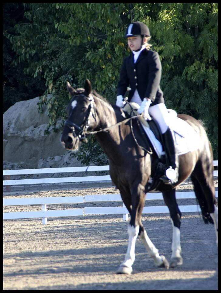 Pinto Nikita - Hestival 2008 billede 12