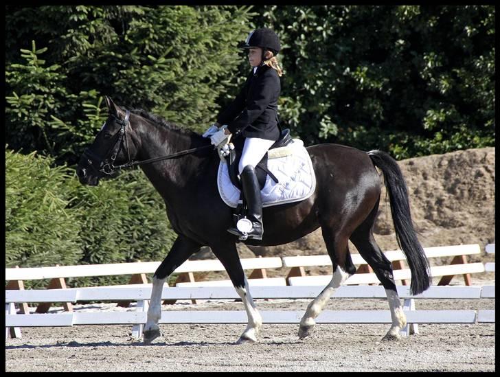 Pinto Nikita - Hestival 2008 billede 13