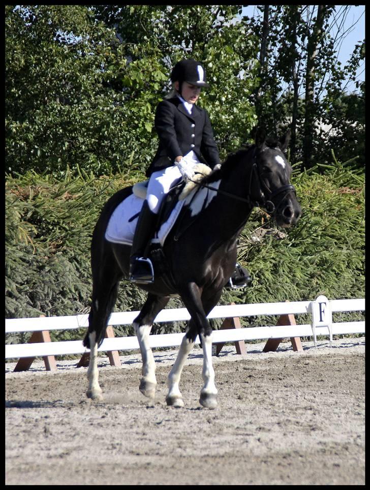 Pinto Nikita - Hestival 2008 billede 14