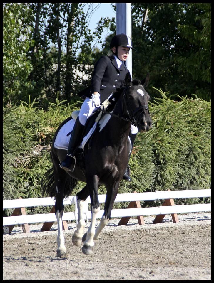 Pinto Nikita - Hestival 2008 billede 15