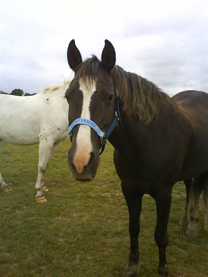 Welsh Cob (sec D) Liberty billede 11