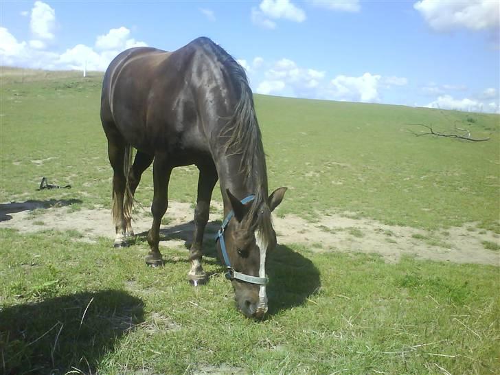 Welsh Cob (sec D) Liberty billede 12