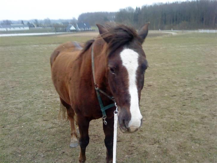 Welsh Cob (sec D) Liberty billede 14