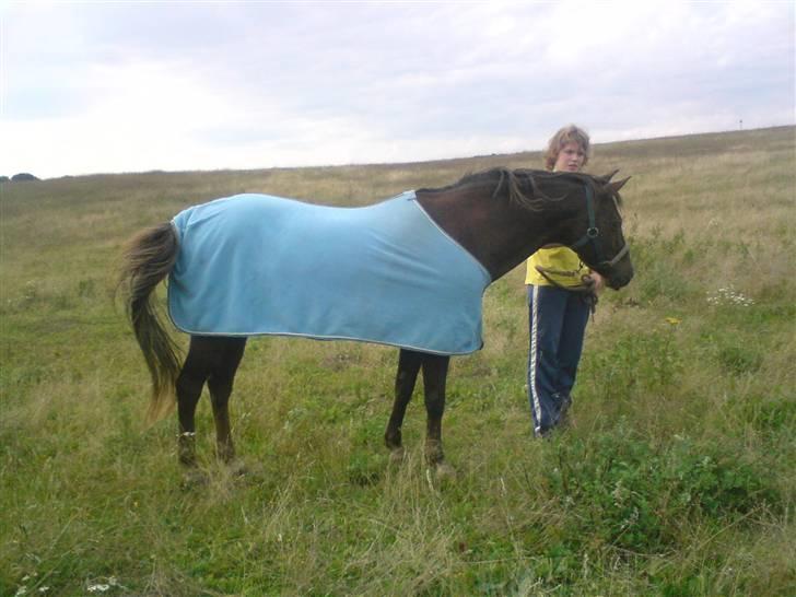 Welsh Cob (sec D) Liberty billede 16