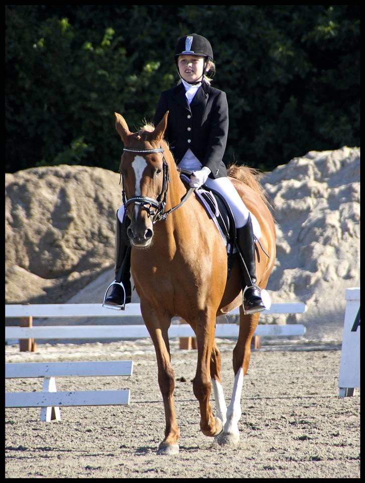 Anden særlig race Gloster Solgt - Hestival 2008 67,22 % = 1. plads billede 10