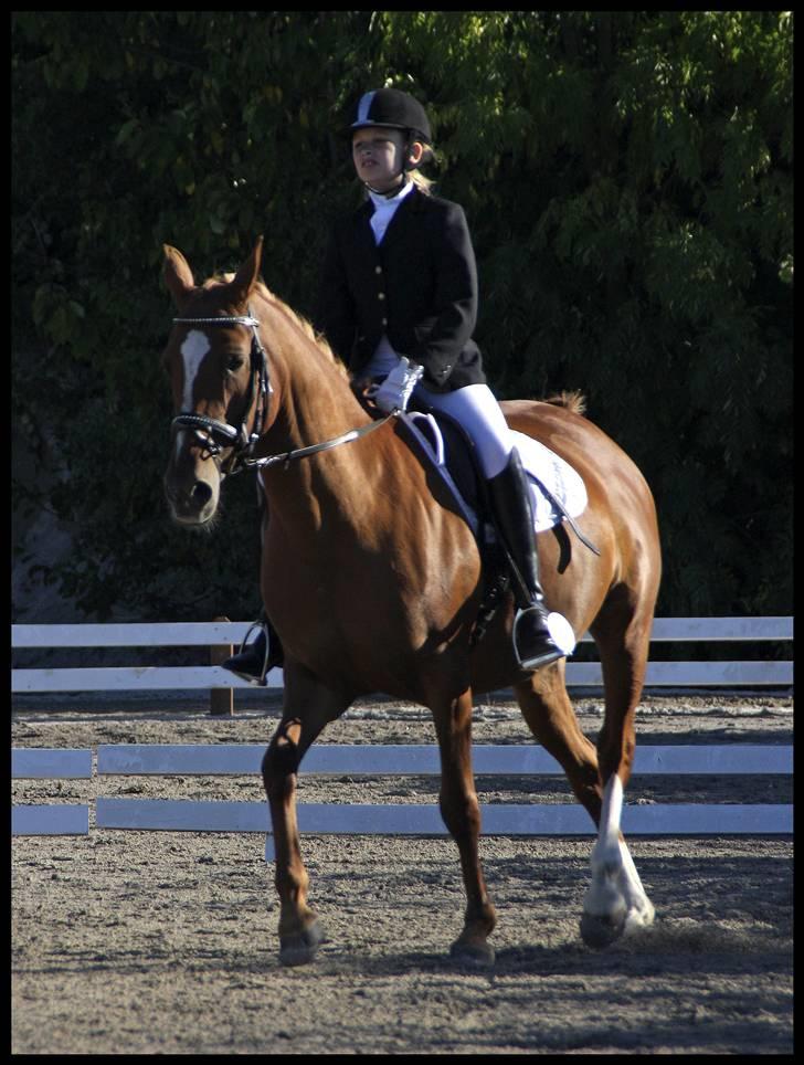Anden særlig race Gloster Solgt - Hestival 2008 Solrød rideklub. billede 11