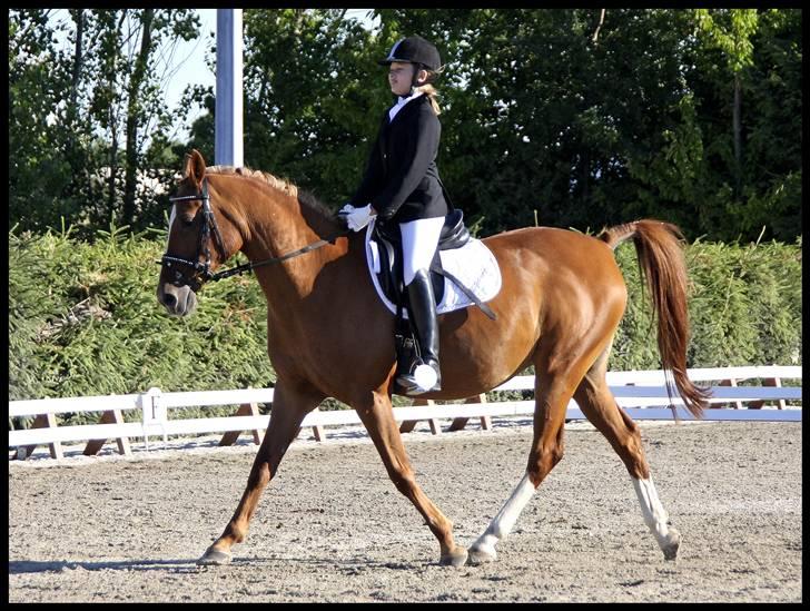 Anden særlig race Gloster Solgt - Hestival 2008 Solrød rideklub. billede 12