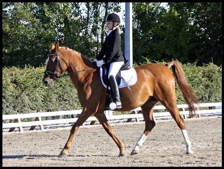 Anden særlig race Gloster Solgt - Hestival 2008 Solrød rideklub. billede 13