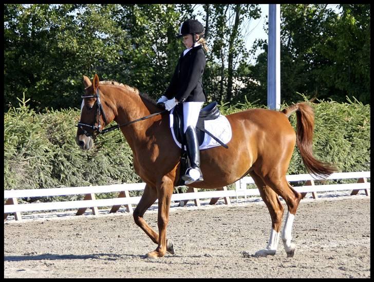 Anden særlig race Gloster Solgt - Hestival 2008 Solrød rideklub. billede 14