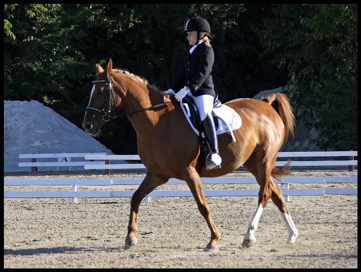 Anden særlig race Gloster Solgt - Hestival 2008 Solrød rideklub. billede 15