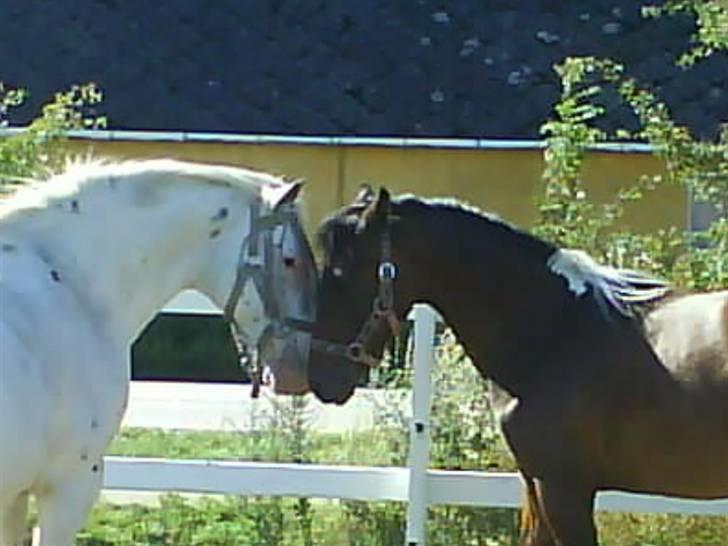 Anden særlig race Fighter - lurifax og fighter billede 12