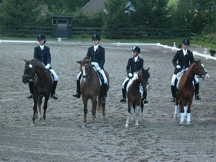 Anden særlig race Anton ( solgt) - til  Distriktsmester for hold vi blev nr. 2  billede 15