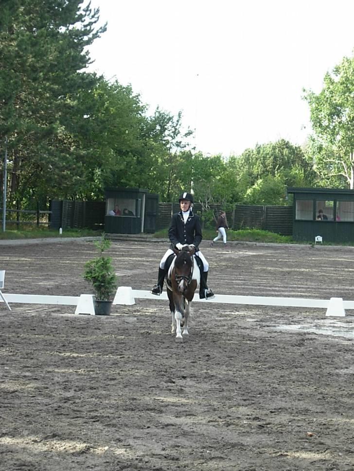 Anden særlig race Anton ( solgt) - på vej ud af banen  billede 16