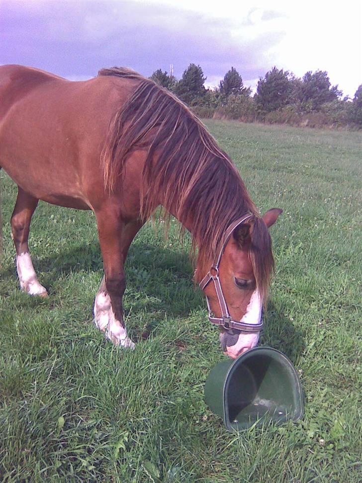 Welsh Cob (sec D) Slæggerups Amazing Sunris billede 8