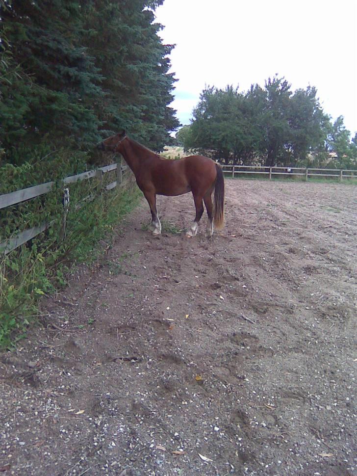 Welsh Cob (sec D) Slæggerups Amazing Sunris billede 9