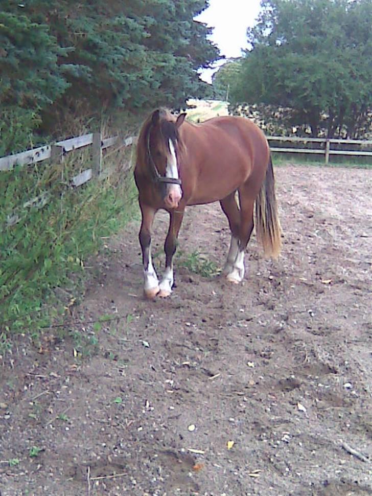 Welsh Cob (sec D) Slæggerups Amazing Sunris billede 10