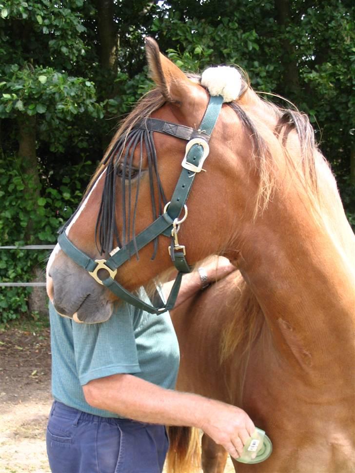 Welsh Cob (sec D) Slæggerups Amazing Sunris billede 11