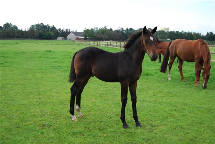 Tysk Oldenburger Copyright billede 3