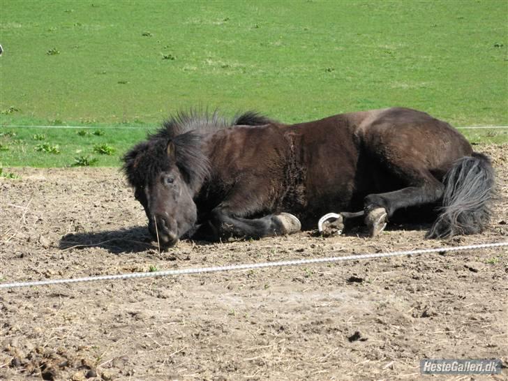 Islænder Gnýr ' død' - gnýr mit i en rulle tur på jord folden foto mia. billede 10