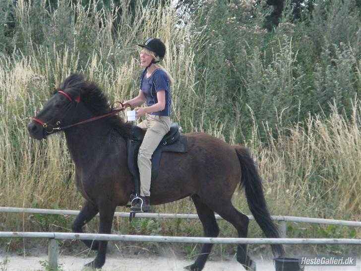 Islænder Gnýr ' død' - mia og gnýr øltølt foto? far lars? tror jeg billede 11