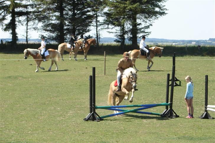 Haflinger kogle solgt billede 11