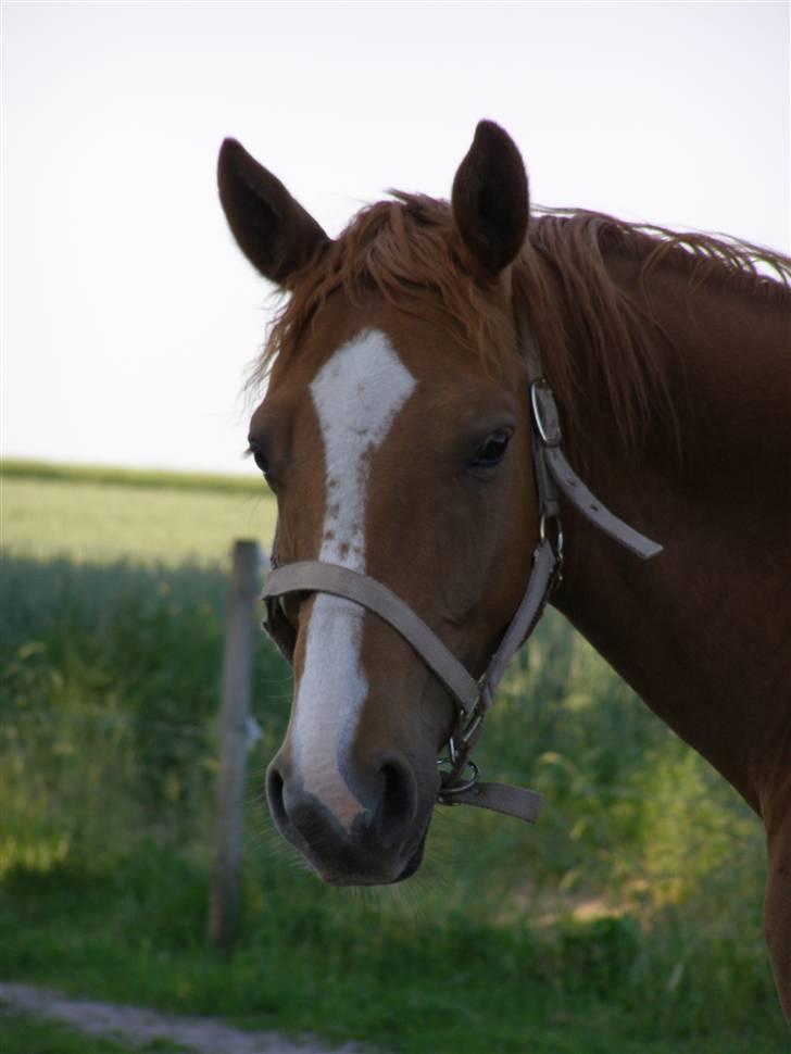 Dansk Varmblod Indiana Jones   billede 8